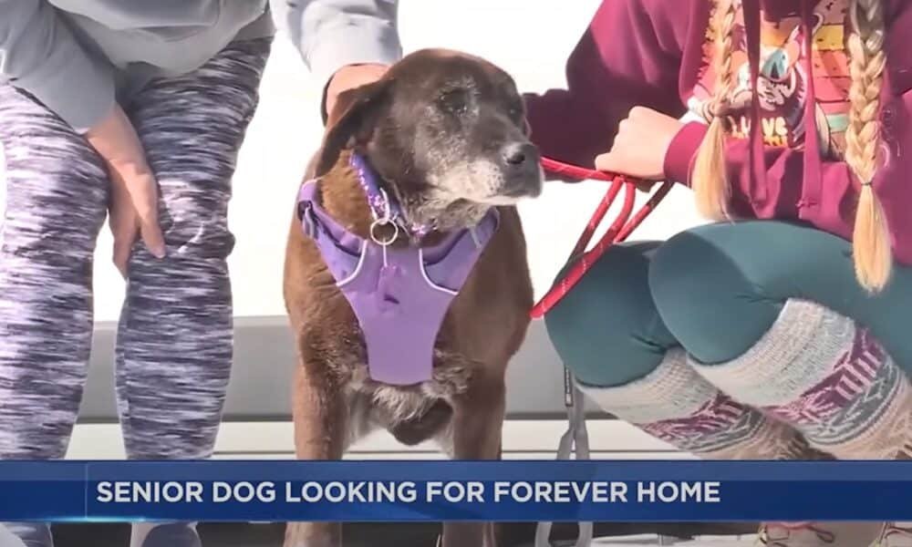 Cão de abrigo sênior que passou 11 anos no abrigo do Alabama se muda para Wisconsin para continuar a busca por um lar