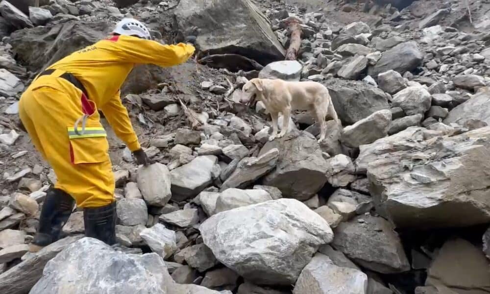 Cão resgatado em Taiwan está roubando o coração das pessoas e ajudando a encontrar vítimas do terremoto