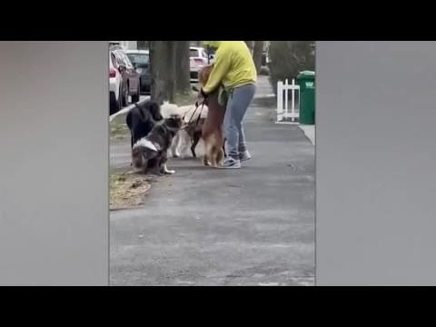 Dog Walker enfrenta acusações de crueldade contra animais após ser flagrado em vídeo