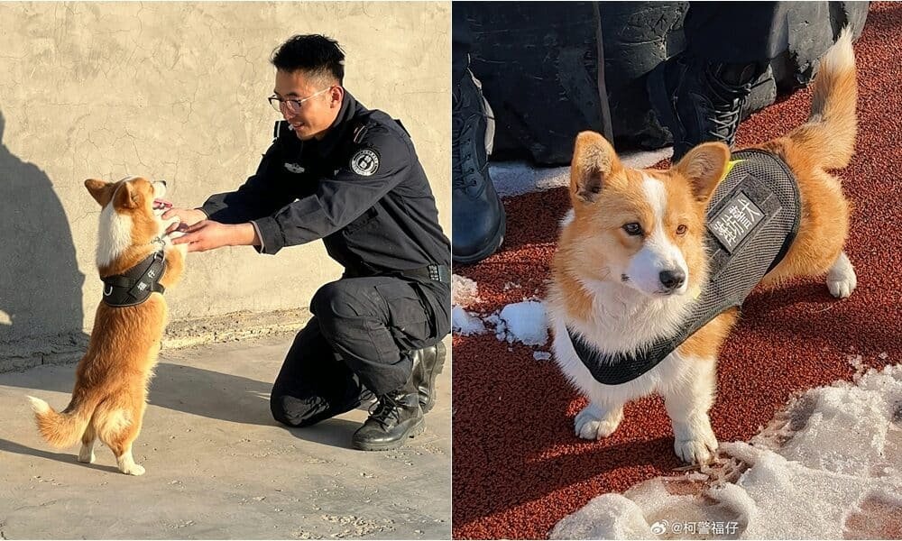 Um Corgi quebra estereótipos e se torna o primeiro cão policial Corgi da China
